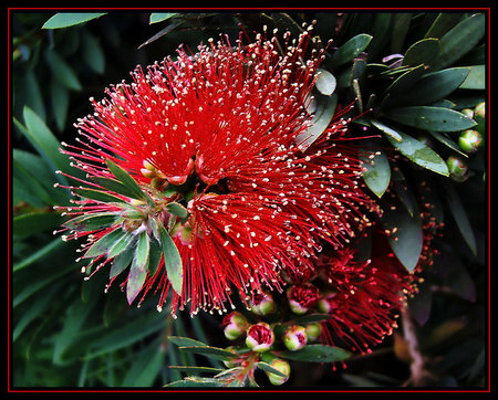 Red bottlebrush flower - red bottlebrush, flower, australia