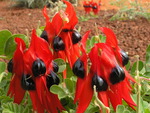 Sturt's Desert Pea