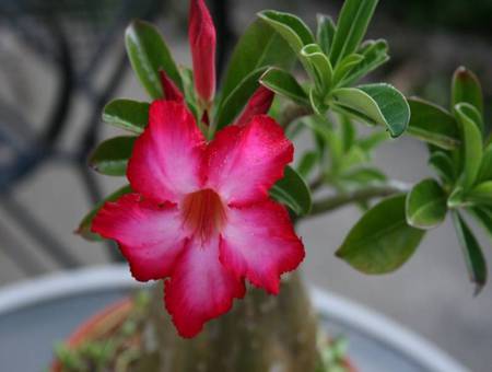 Sturt's Desert Rose - pink flower, australia, sturts desert rose