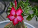 Sturt's Desert Rose