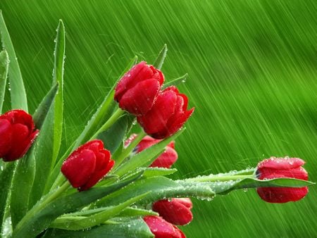 Red Tulips in the Rain - raining, nature, red tulips, red, rain, tulip, flowers