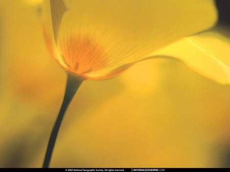 flower - nature, flowers, yellow