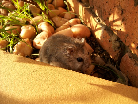 Chinese Hamster (Female) - hamster, chinese hamster, adorable, pets, pet, lovely, nature, pretty, baby, beautiful, cute, natural