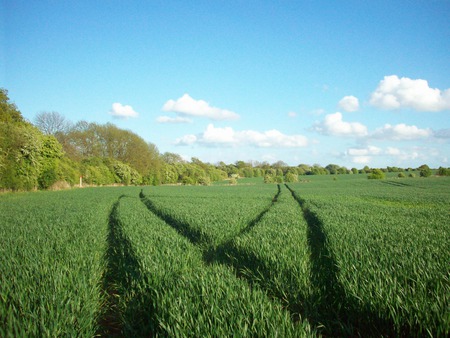 Which Direction 2 Go Green Way - green, grass