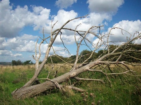 Natural Sculpture. Why? - sculpture, natural