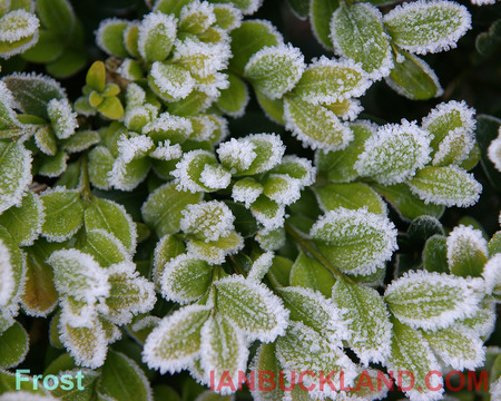 Frost in Glasgow - frost, scotland, glasgow, leaves