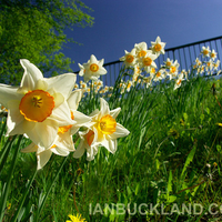 Glasgow Daffodils