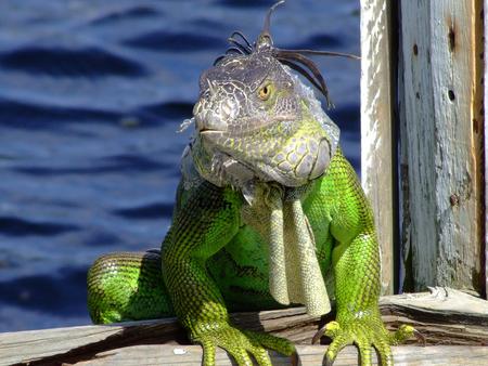 THE KING - iguana, lizards