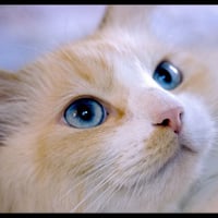 Blue eyes