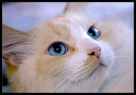 Blue eyes - kitties, cats