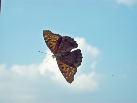 Butterfly in the Sky - nature, butterfly, insects, clouds