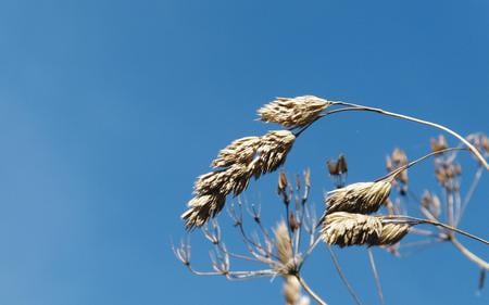 Grass in the blue - wheat, nature, blue, grain, in, grass, the