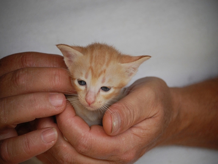 Tiny - kitten, handful