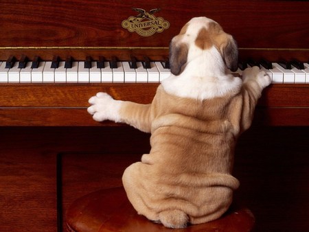 musical dog - animals, nature