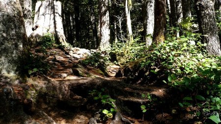 Pathway in Forest - trees, forest, stump, woods, path, widescreen, washington