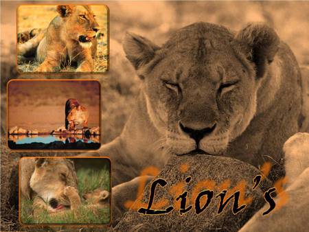 Lion - animal, leoa, lion