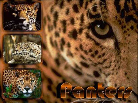 Panther - animal, panther, pantera