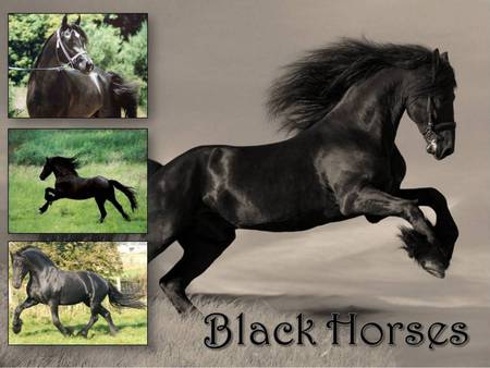 Black Horse - animal, horse