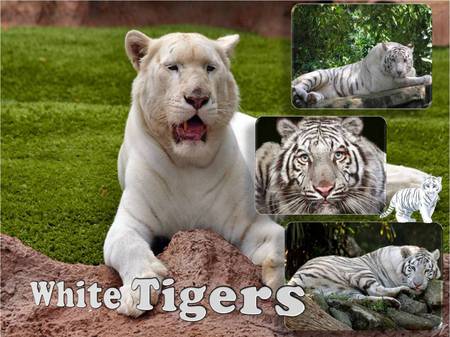 White tigers - animal, white tiger, tiger