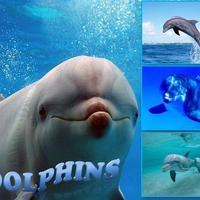 Dolphins