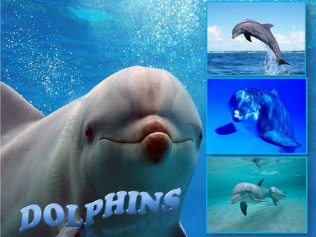 Dolphins - animal, golfinho, dolphin