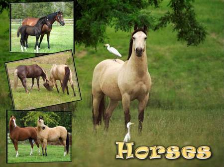 Horse - animal, horse