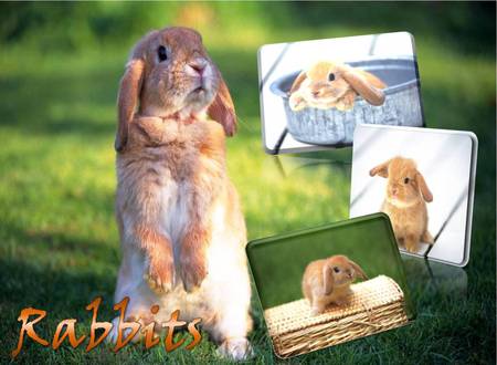 Rabbits - animal, coelho, rabbit