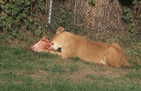 at the zoo  - feeding time, lion, hungry lion