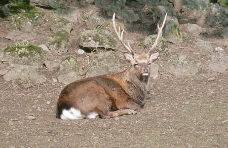 a day at the zoo - deer, big male, stag