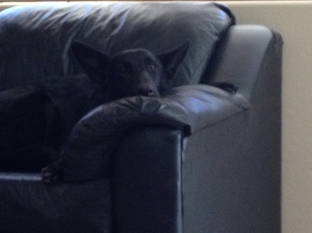 Spoiled Black Shepherd - chilling, black, shepherd, dog