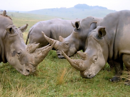 the african rhinos - horn, mountain, rhino, field, grass, african, gras