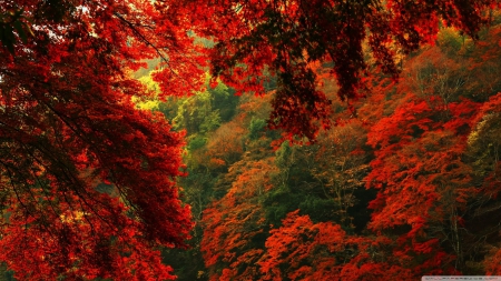 Red and green forest - autumn, landscape, wallpaper, leaf, hd, nature, fall, forest, red, leaves, green, tree, scene