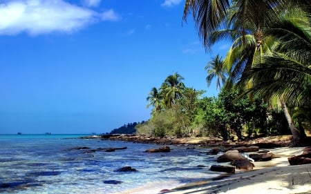 dates on beach - water, sand, beach, tree