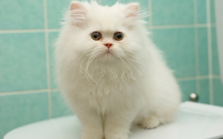 cute white fluffy - white, cats, animals, cute, fluffy