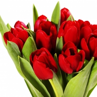 * Lovely tulips *