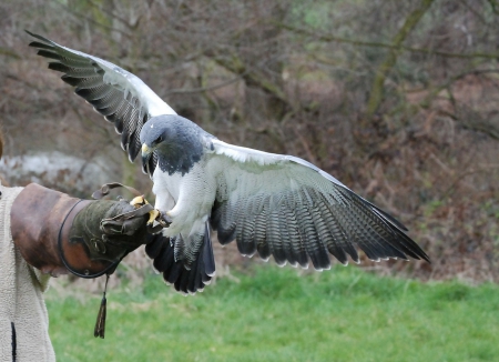 Raptor - eagle, birds, buzzard eagle, predator, raptor, falcon, animals