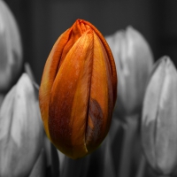 Orange Tulips