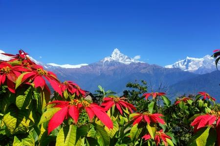 Lalupate flowers in high mountain - Asia, hills, high, beautiful, snowy, majestic, landscape, lovely, Himalaya, flowers, peal, Nepal, view, peak, sky