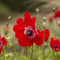 Poppies