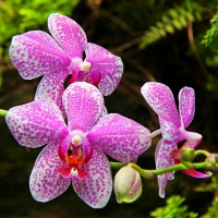 Orchid flowers