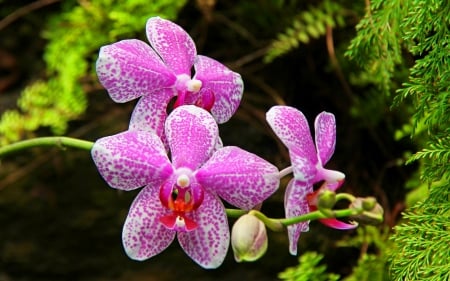 Orchid flowers - pretty, beautiful, lovely, pink, leaves, flowers, nature, garden, orchids