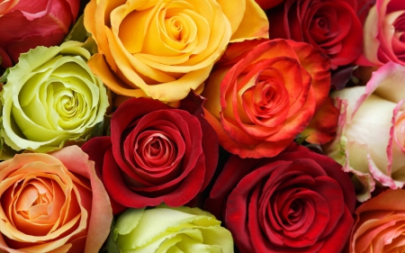 Roses - red, flower, rose, yellow, texture, green