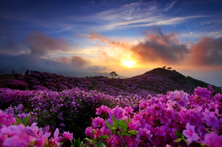 Sunrise with the royal azalea in South Korea - hills, amazing, beautiful, Korea, sunrise, meadow, lovely, photo, azalea, mountain, flowers, glow, rays, field, sky