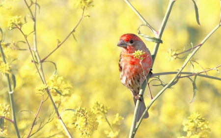 House finch - red, bird, cute, yellow, branch, house finch