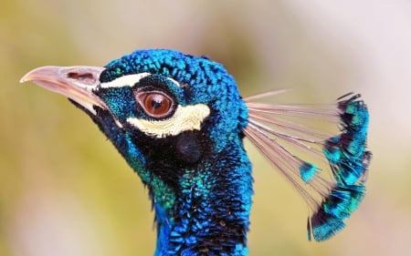 Peacock - feather, bird, beauty, peacock, blue