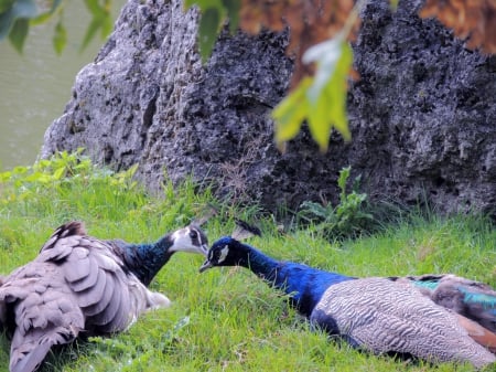 Kiss - feather, bird, kiss, peacock, couple, blue, green, grass