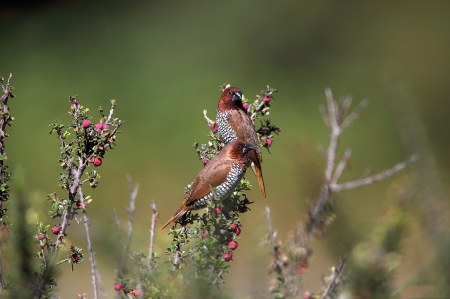 * Birds * - animal, animals, bird, birds