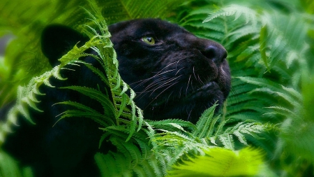 Black panther - trees, cat, animal, green, black, tiger, panther