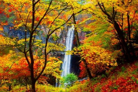 Forest waterfall in autumn - branches, leavews, autumn, trees, waterfall, foliage, serenity, nature, fall, forest, beautiful, colors