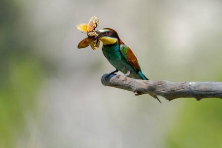 * Bee-eater * - animal, animals, bird, birds